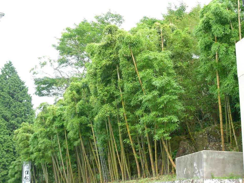 Yoshimatsu Hotel Hakone 4*,